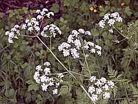 Cerfeuil des bois, anthriscus sylvestris