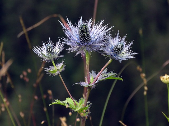 Chardon bleu des Alpes, eryngium alpinum