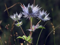 Chardon bleu des Alpes, eryngium alpinum