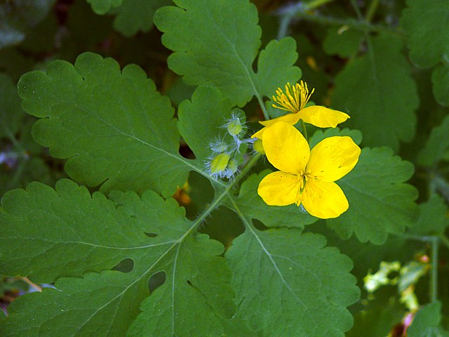 Grande chlidoine, chelidonium majus