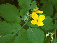 Grande chélidoine, chelidonium majus