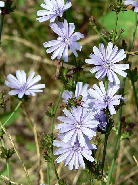 Chicore sauvage, cichorium intybus