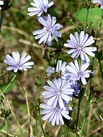 Chicorée sauvage, cichorium intybus
