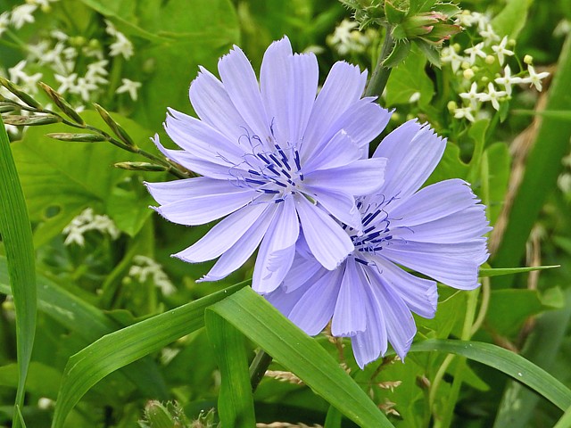 Fleurs de chicore, cichorium intybus