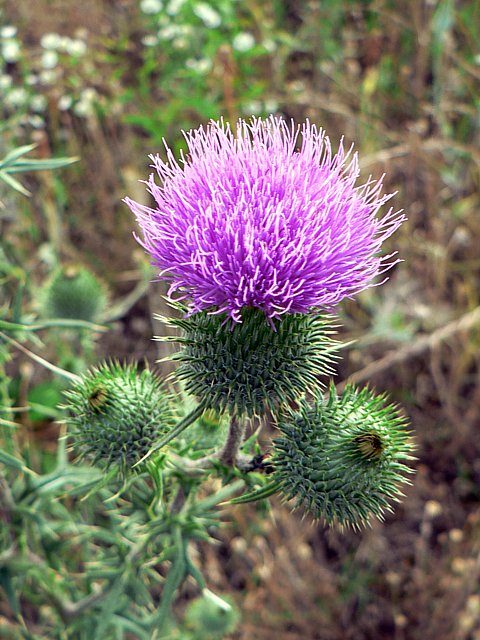 Cirse commun - cirsium vulgare