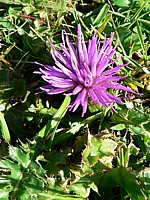 Cirse acaule, cirsium acaule