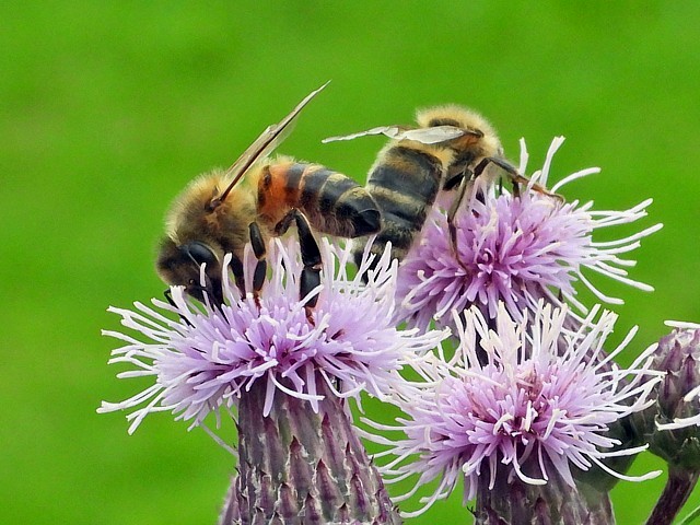 Cirse des champs, cirsium arvense