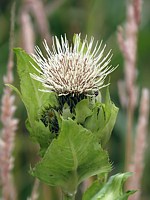 Cirse maraîcher,  cirsium oleraceum