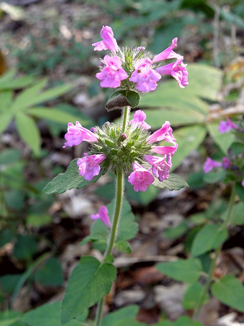 Clinopode vulgaire, clinopodium vuglare