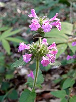 Clinopode commun, clinopodium vulgare