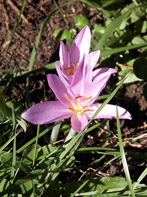 Colchique, colchicum autumnale