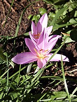 Colchique, colchicum autumnale
