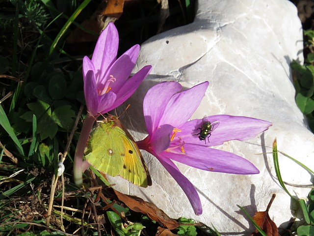 Colchique, colchicum autumnale