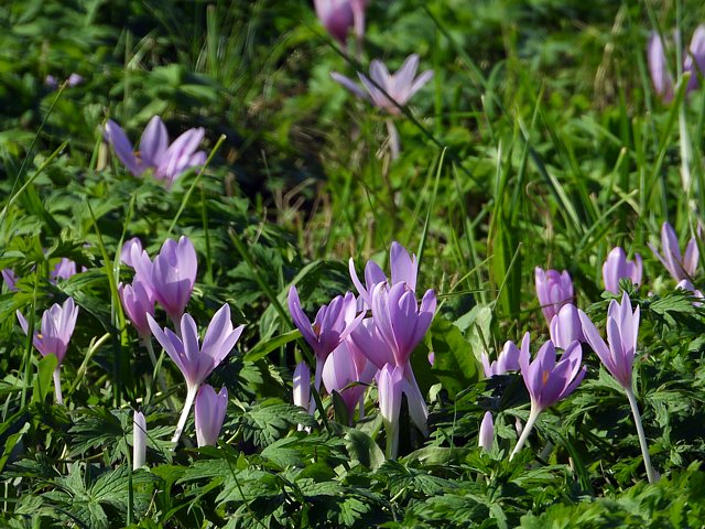 Colchique, colchicum autumnale