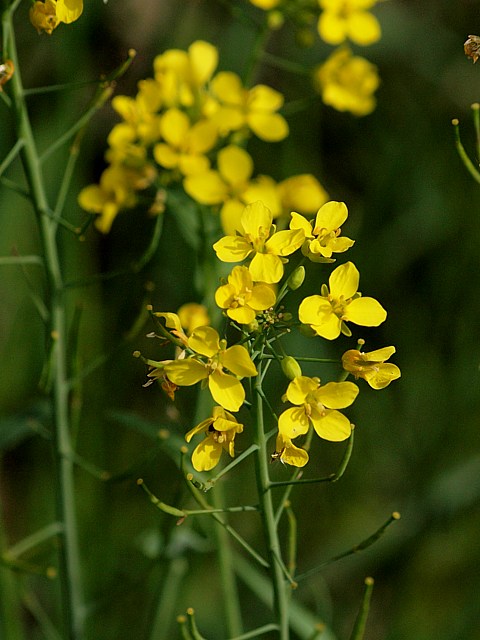 Colza, brassica napus