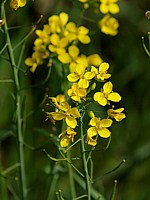 Colza, brassica napus