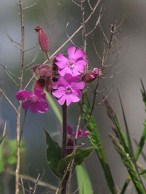 Compagnon rouge, silene dioica