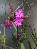 Compagnon rouge, silene dioica