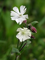 Compagnon blanc, melandrium album