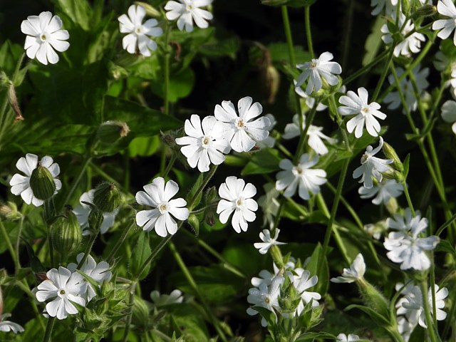 Compagnon blanc