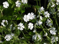 Compagnon blanc, melandrium album