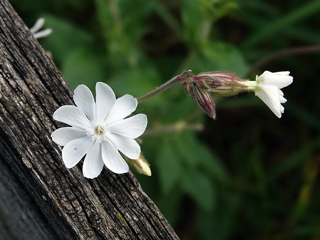 Compagnon blanc