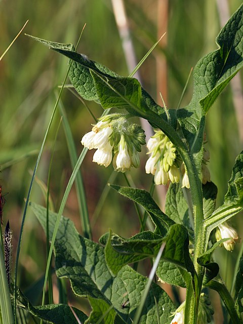 Grande consoude - symphytum officinale