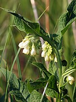 Grande consoude, symphytum officinale