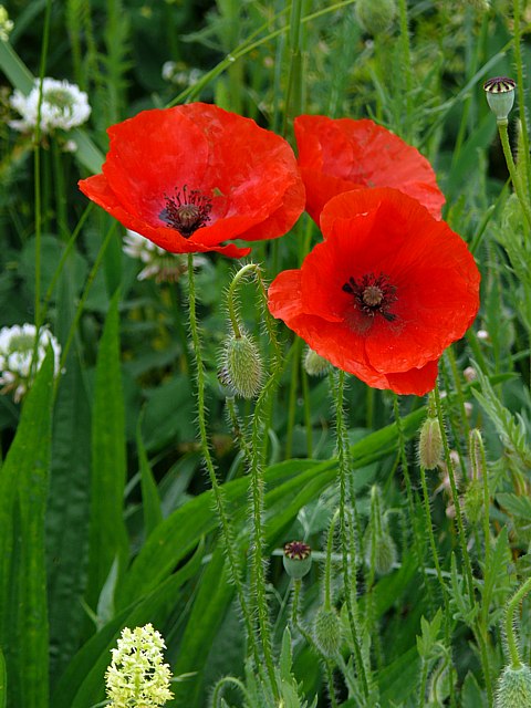 Coquelicot - papaver rhoeas
