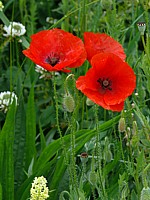 Coquelicot, papaver rhoeas