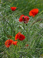 Coquelicots dans un champ