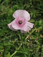 Coquelicot décoloré