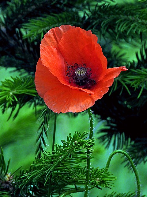 Coquelicot - papaver rhoeas