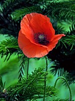 Coquelicot