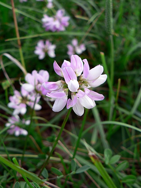 Coronille varie ou changeante, coronilla varia