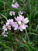 Coronille variée, coronilla varia