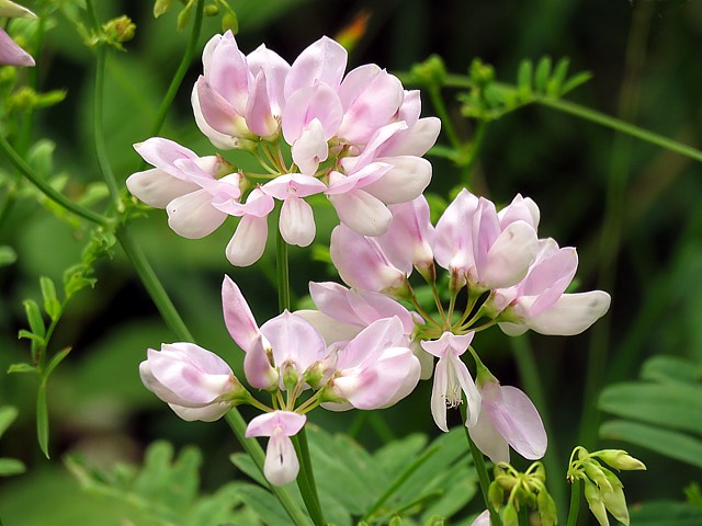 Coronille changeante, coronilla varia