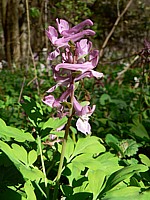 Corydale creuse, corydalis cava