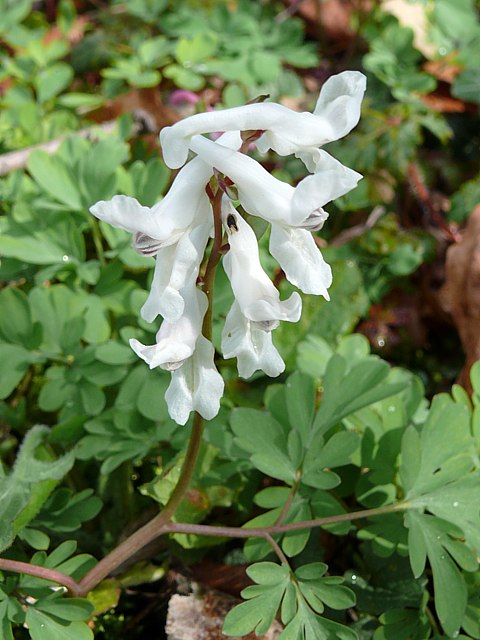Corydale creuse, corydalis cava