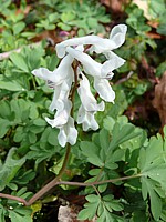 Corydale creuse, corydalis cava