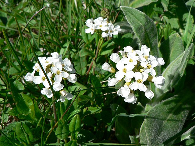 Cresson de fontaine - nasturtium officinale