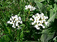 Cresson de fontaine, nasturtium officinale
