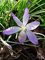 Crocus, crocus tommasinianus