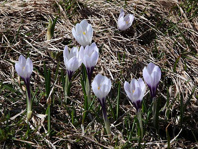 Crocus printanier - crocus vernus