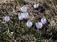 Crocus printanier, crocus vernus