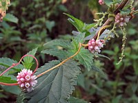 Cuscute, cuscuta europaea