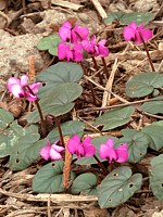 Cyclamen de l'île de Cos, cyclamen coum