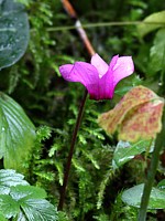 Cyclamen d'Europe, cyclamen purpurascens
