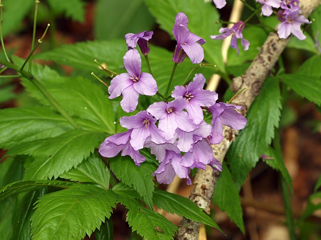 Dentaire  5 folioles, cardamine pentaphyllos