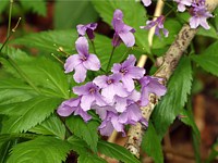 Dentaire à 5 folioles, cardamine pentaphyllos